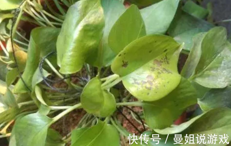 绿萝发财树快被冻死了,一招就能救回来,叶子越长越厚实