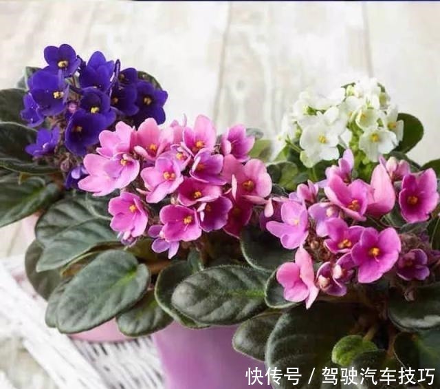 花期|这8种懒人花，花期长，好看又好养！这8种懒人花，花期长，好看又好养！