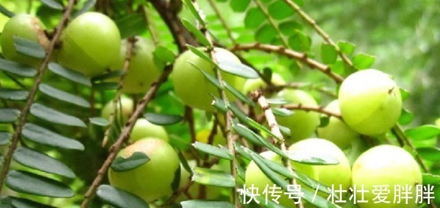 树苗|这野果吃一口忘不了,一口苦,二口酸,三口回甘,药食两用价值高!