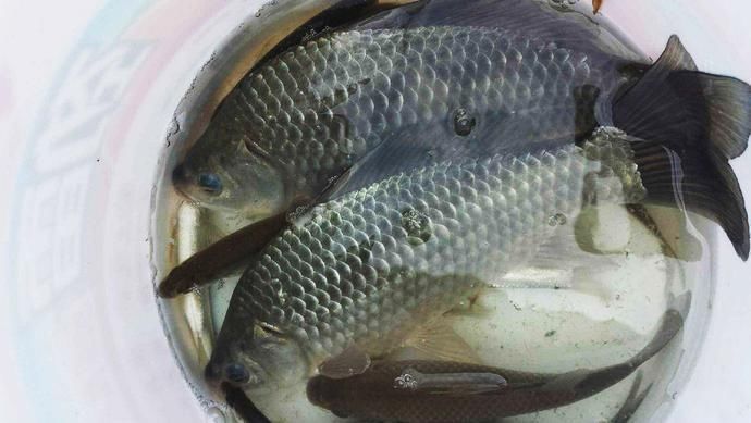 钓友|一顿饭换来的饵料配方,比老三样还好用,今天分享给钓友