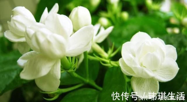 修剪|夏天养茉莉,叶子翠绿开花茂密,茉莉清香飘满屋