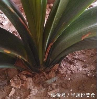 君子兰死气沉沉软绵绵就几个原因，现在学会，不耽误冬天开花