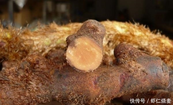 长在大树上的奇特植物——骨碎补，样子好看用途大