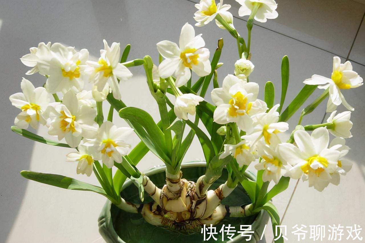 浇花还用黄豆水,那你就落伍了,养花达人都用它,浇完根茎变茁壮