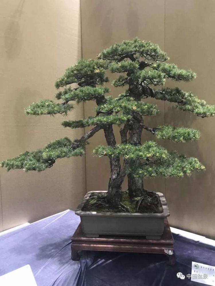 赏玩盆景，一定要是有德之人