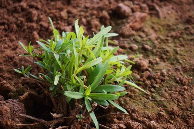 采摘|半个月就可采摘一次，山上野菜却很有营养，一斤卖60元，见到珍惜