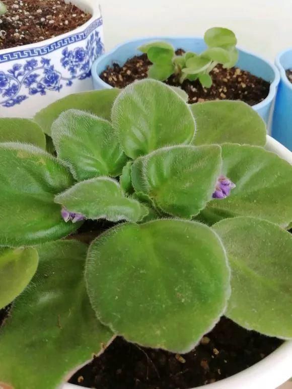 5种花现在插土里,下个月就开花,再热也不怕,别错过了