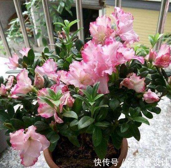 壮叶|用啤酒养花，按照4步操作，盆栽根壮叶绿长势旺，植物花多色艳