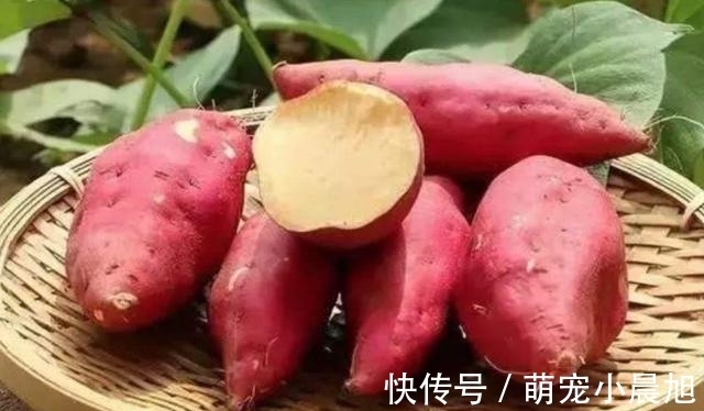 米饭|有4种主食,热量低,脂肪低,代替馒头米饭,难怪怎么吃也不胖