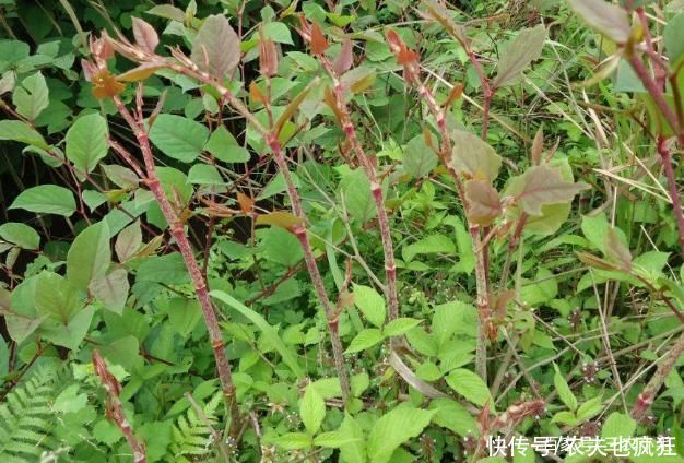 院子|若院子里长这5种草，不管多好看，看到了就铲除，留下是“祸害”