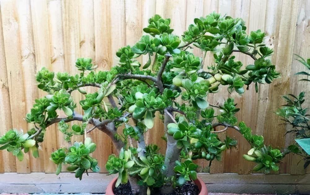 叶子|工作繁忙又想养花?推荐4种懒人花,丢阳台上不管也旺盛