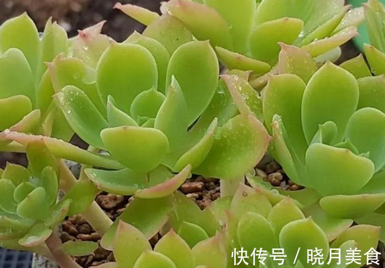 植株|多肉柠檬玫瑰太好养了吧，4个小技巧养出手捧花，颜值超级漂亮