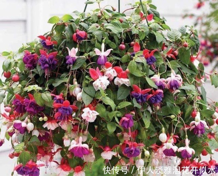 春花性|“3种花”养家里,开花惊艳,福气满满,吉祥富贵,财运来!