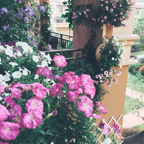 30㎡阳台改造的植物花园，网友直呼：这是我见过最美的阳台花园