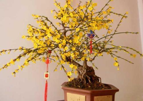 想让家中花团锦簇,4种花卉最适合,懒人都觉得超好养!