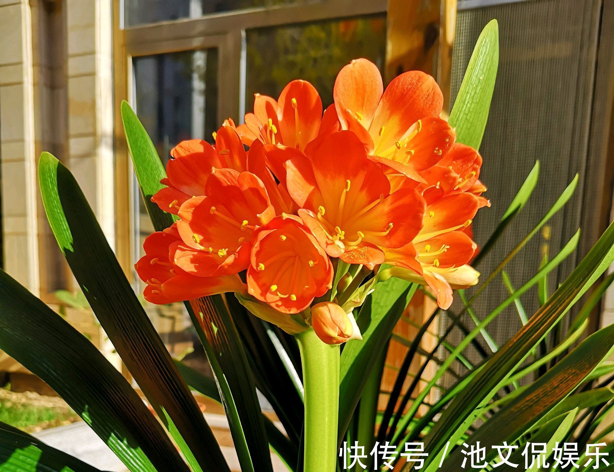 养护|烂根的君子兰水苔捂一捂,发根很轻松,只需3个月,小白根爆盆