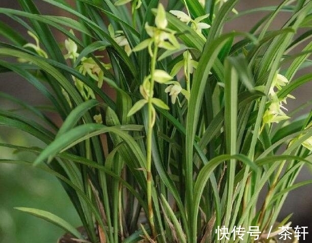 兰花开花后花茎如何修剪?教你“2法”,1年就长疯,年年开花爆盆