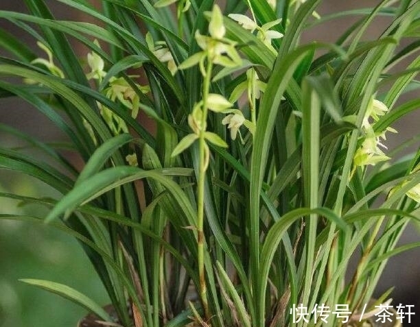 花茎|兰花开花后花茎如何修剪？教你“2法”，1年就长疯，年年开花爆盆