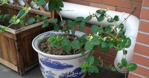 花盆|这花插枝即活,一年爬满阳台,花可泡茶喝,清火明目