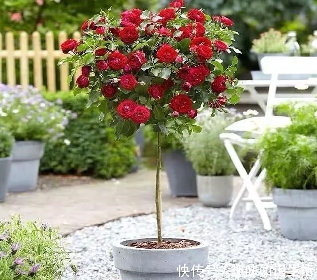 鸡蛋花|人养花、花也养人，医生喜欢养的八种花，家里养一盆，清雅又健康！