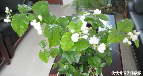 养茉莉花,盆里放几粒“小东西”,花儿怒放、芳香,一年开花不断