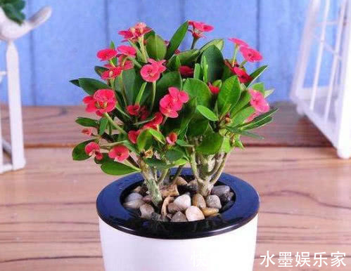光照|5种懒人花卉,耐旱耐晒,越不管长得越好,盆栽轻松长爆盆!