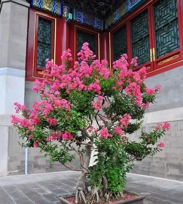 公认好养的“五种花”,漂亮又大气,还能养成老桩,越养越有价值