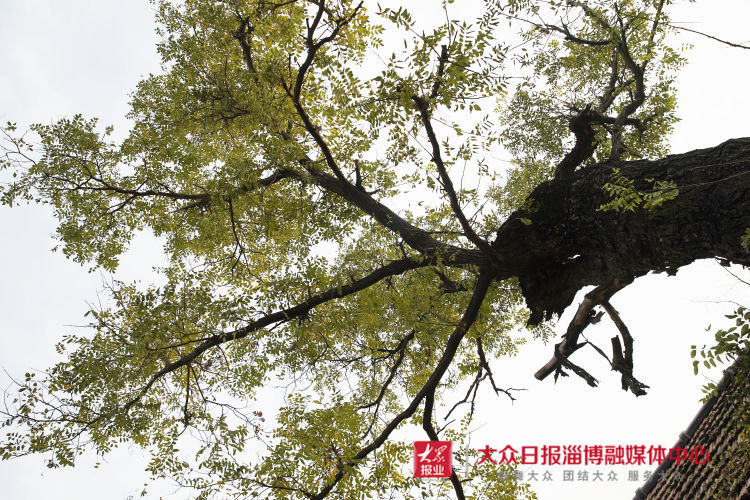 临淄区金阳村：雄浑灵秀金山畔 古村延绵600年|古村寻踪 | 灵秀