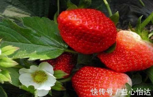 豌豆苗|冬天不妨多吃3种食物,排毒养颜,清理肠胃,早吃早受益