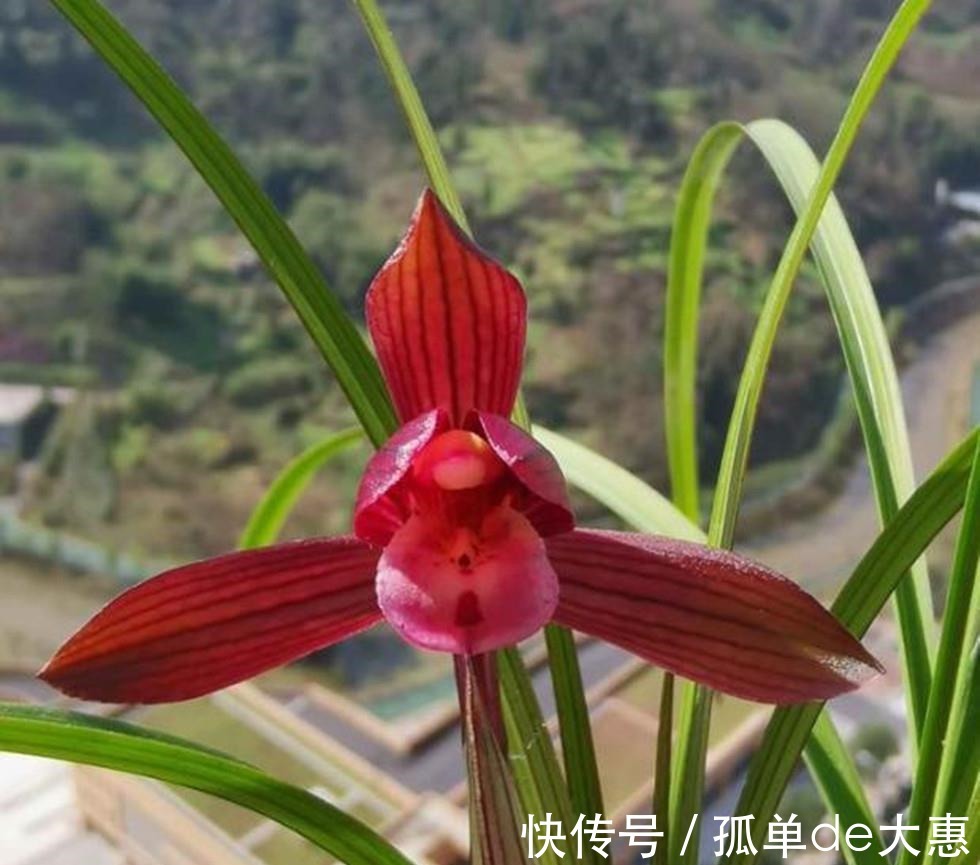 春兰|它是兰花界无法超越的经典，红杆红花，兰香浓郁，新手也能养好