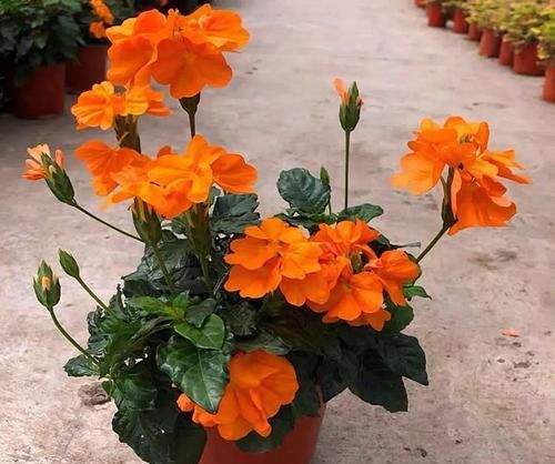 1种可以养多年的“花卉”，室内光照不好，也能开花2季