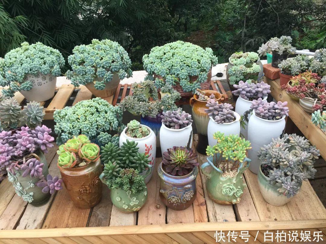 女婿在楼顶养多肉,村里人都跑来参观,丈母娘高兴坏了!