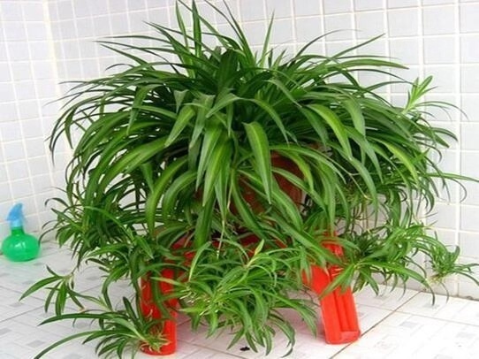 养吊兰有“妙招”,浇水摻点“小颗粒”,2月长出“水晶根”