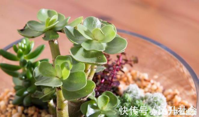 5种多肉植物能旺财,好看好养又不贵,不养几盆可惜了