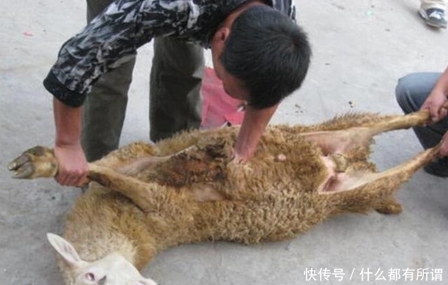 羊体|古玩贩子手段有多凶残?把玉塞到活羊体中,3年后杀羊取玉卖天价