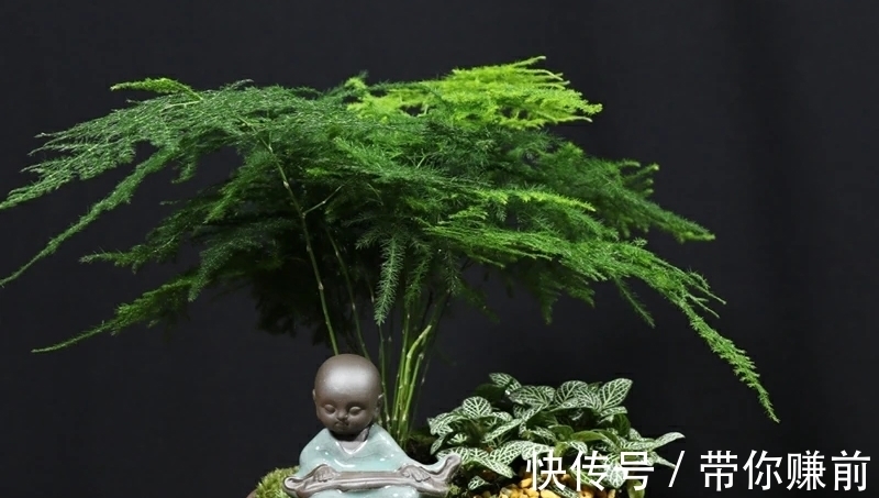 怎样养好文竹,才能避免文竹黄叶呢?