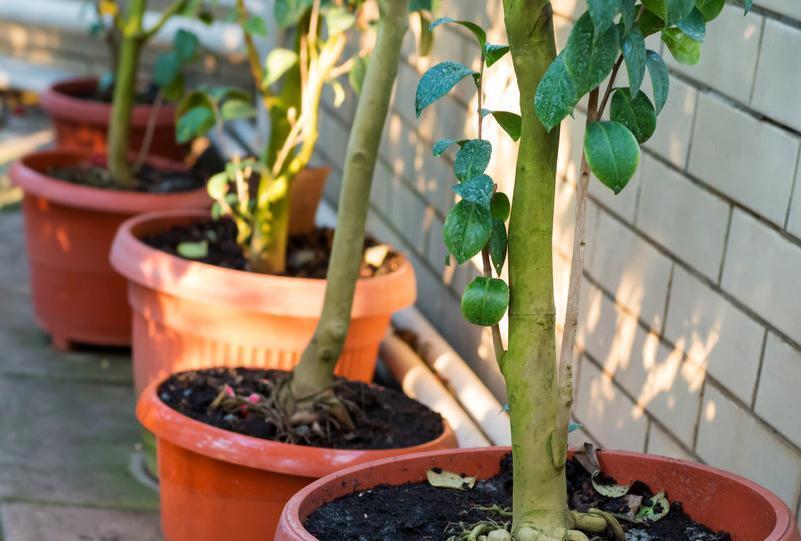 茶花夏季叶片焦黄，烂根，注意4个知识点，叶边不焦不黄肥厚油亮