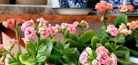 什么淘米水、黄豆水都不如“它”,啥花都喜欢,养啥都“爆盆”