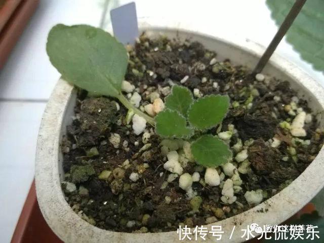 1种花超耐阴,一点散光就爆盆,花一开就是200多天!