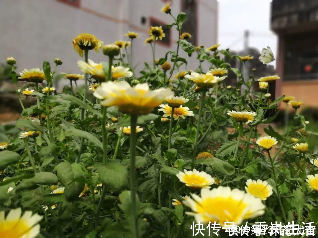 叶子|人参萝卜开花了,我种的花,都是这么奇奇怪怪