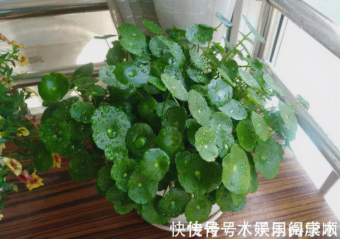 4种花要富养,根多“爱吃土”喜欢大花盆,用对了利于生长和开花