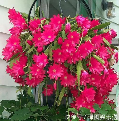 此花是花丛中展翅开屏的孔雀,婀娜多姿,给人带来无尽美好与幸福