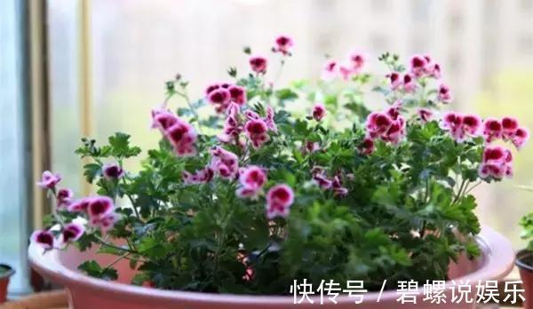 淘米水|很多人问淘米水能直接浇花吗一个步骤教你将其变成绝佳肥料!