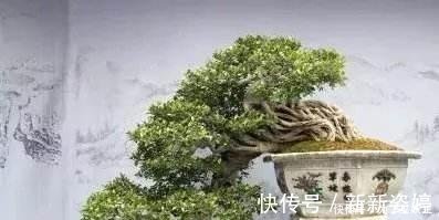 镇宅|3种“便宜花”这样养一养,一年变“老桩”,开花千朵还“镇宅”