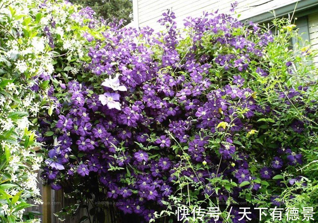 观赏价值|养花试试这几款,品种繁多,枝繁叶茂,超美
