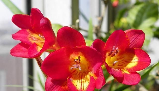 好养|好养漂亮的“4种花”,阳台室内养一盆,浇水就长爆盆,开花不断