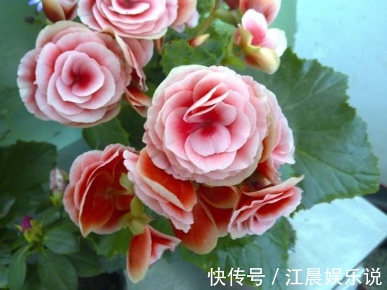 阳台|这几种花最适合现在扦插,一年最佳时机,几步就得到一阳台花海!