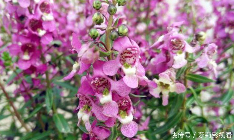 夏天养花，不妨养这四款花，花大色艳很漂亮，谁养谁爱