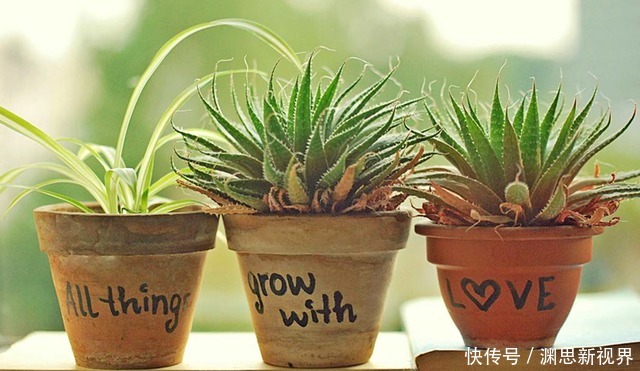 养花|养花不用施肥,将此物扔盆栽里,叶子又绿又亮,花开爆盆