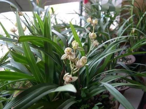 养兰花,有技巧,4个“基本”不能少,根系健康,花箭窜的高